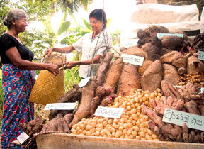 3 Sri Lanka Tuber Sale
