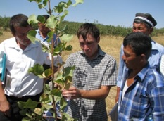 A forestry specialist - Timur Tulyaganov trains farmers on inoculation technique as Gal Aral point of growth