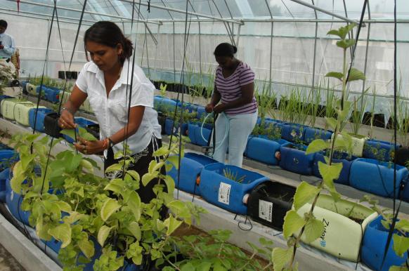 APEDED Tea Greenhouse