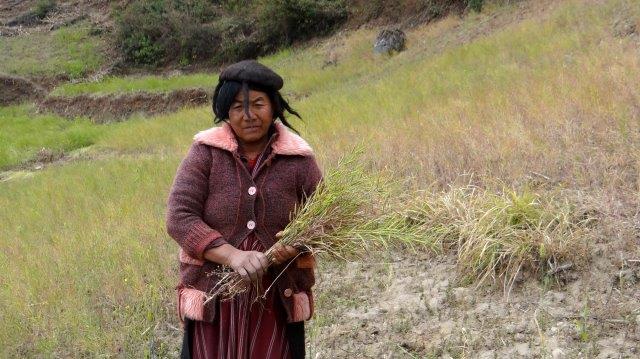 Bhutan Mustard Harvest