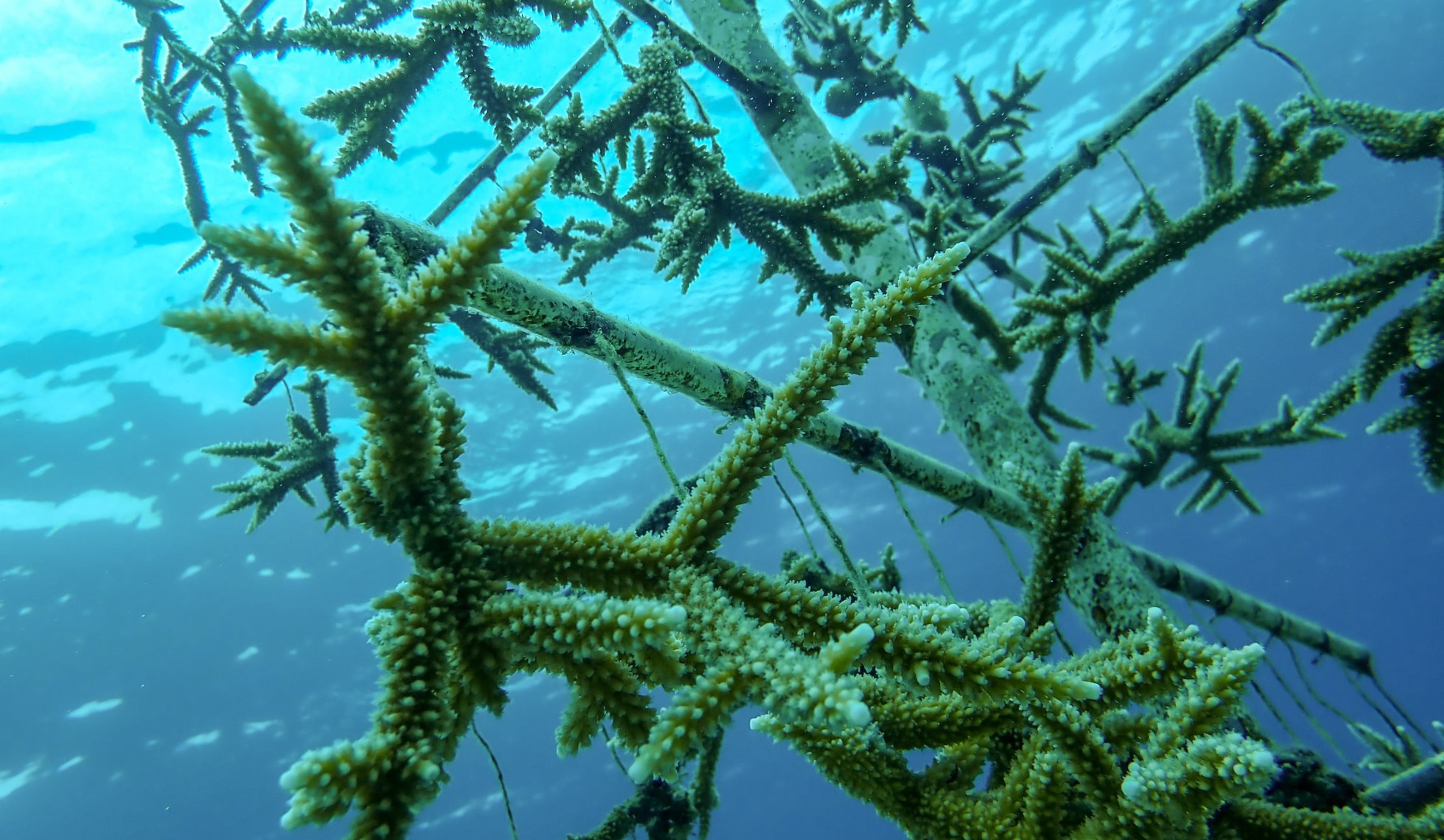 Corals in nursery close up