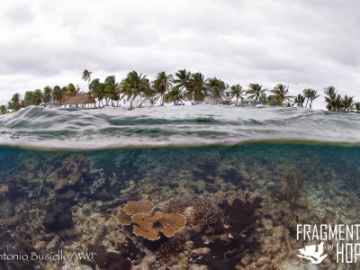 Fragments of Hope COral restoration Belize