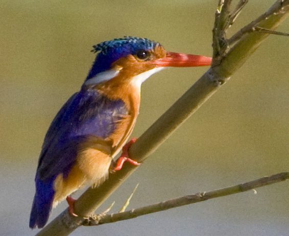 Kingfisher.Malachite Kiambi 090309-1