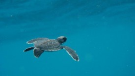 MAlaysia Turtle  small