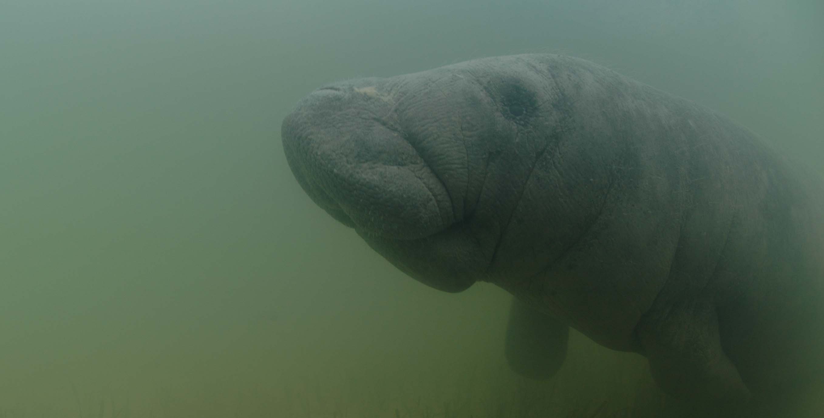 Manatee. Photocredit.A Hagan Wildtracks horizontal edits