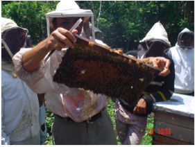Beekeeping in Quintana Roo, Mexico
