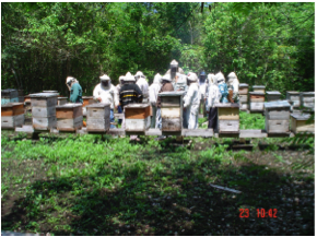 Beekeeping in Quintana Roo, Mexico