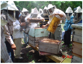 Beekeeping in Quintana Roo, Mexico