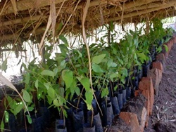 Mitigation of land degradation around the Lake Kyoga in Serere Soroti Districts of Uganda using community initiatives LD -2