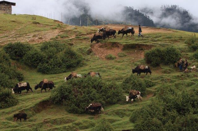 SGP COMDEKS BHUTAN 15 WEB