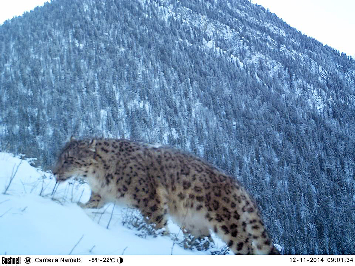 Snow Leopard Katon Karagay NP