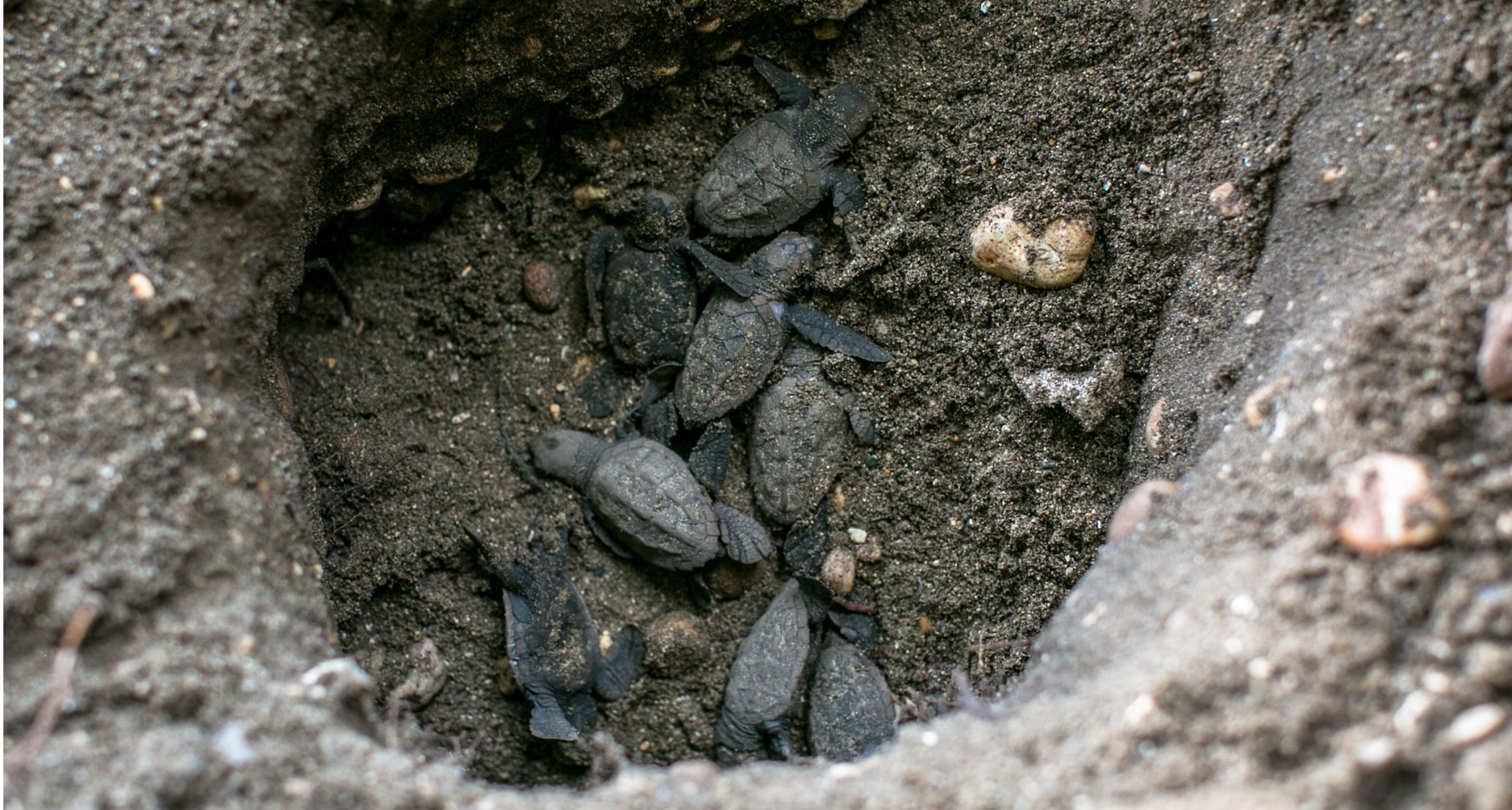 Turtles coming out if egss