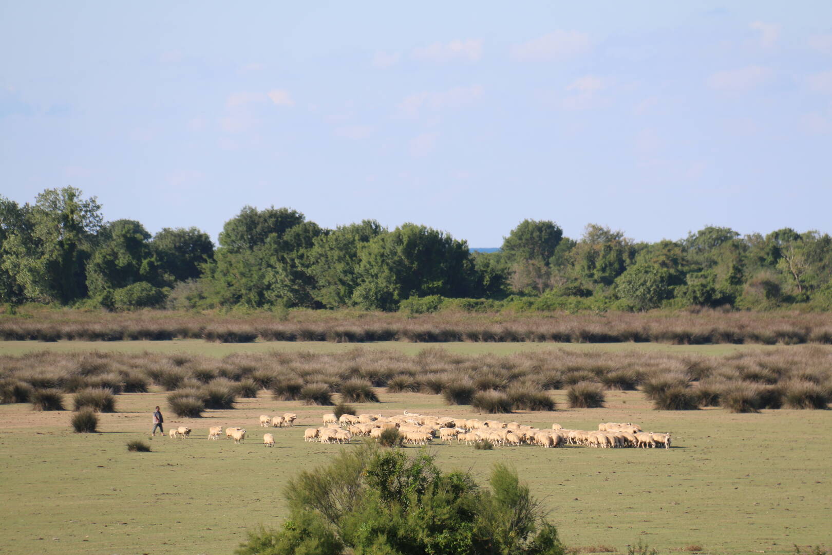 kizilirmak koyunlar 03