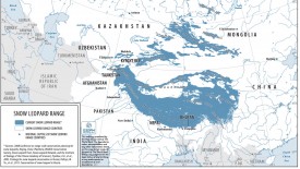 snow leopard range