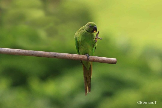 Mauritius parakeets