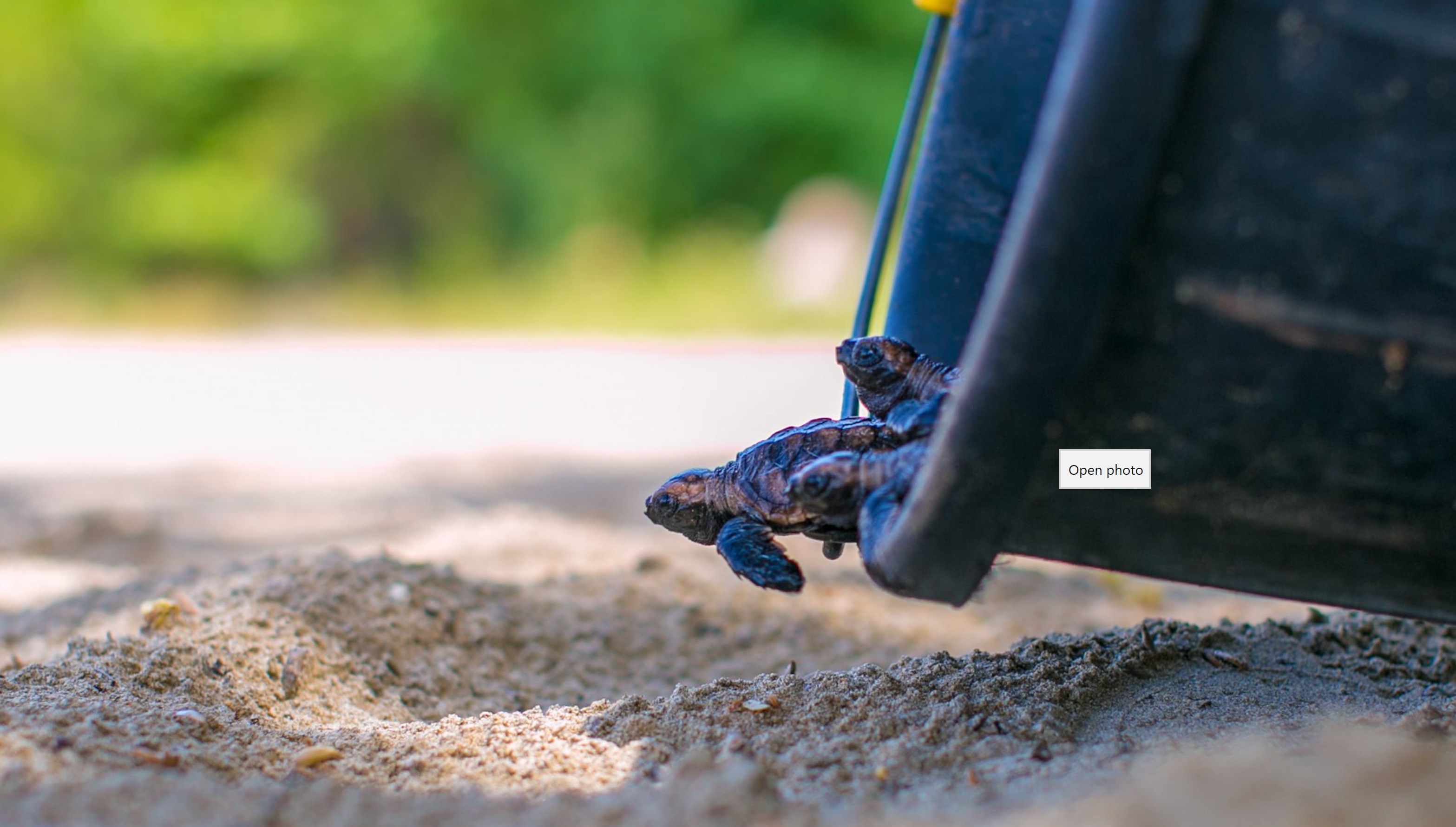 turtles out of a bucket