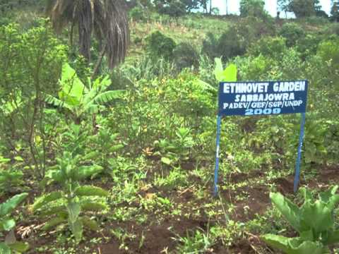 Indigenous People' s Capacity Building in Animal Health Care and Biodiversity Conservation-Cameroon